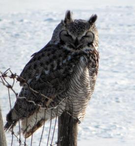 Slow Food aims to support diversity of plant  and animal life, including this great horned owl, a valued hunter in our prairie ecosystem.